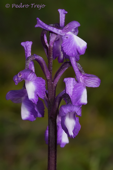 Orchis champangneuxii